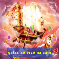 gatas ao vivo na cam